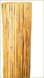 canisse bambou